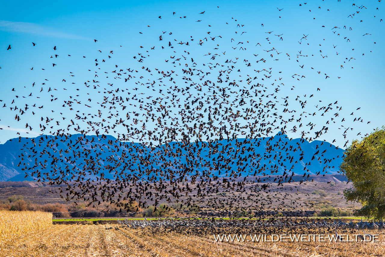 Black-Birds-Cibolla-National-Wildlife-Refuge-Arizona-8 Vogelschwärme: Blackbirds [Arizona]