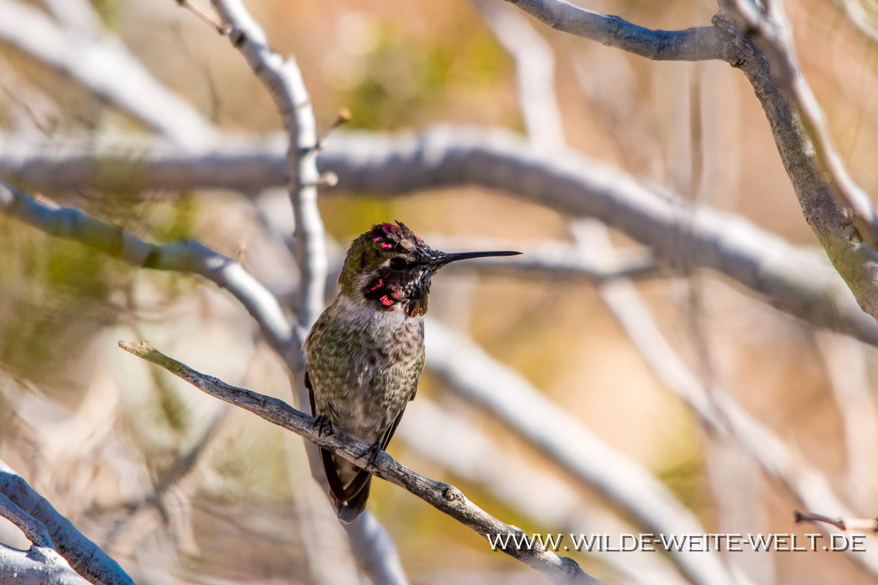 Humingbird-Cibolla-National-Wildlife-Refuge-Arizona-23 Kolibris - Hummingbirds in den Überwinterungsgebieten der südlichen USA [Arizona]