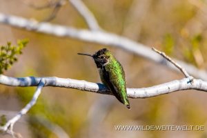 Humingbird-Cibolla-National-Wildlife-Refuge-Arizona-32-300x200 Humingbird