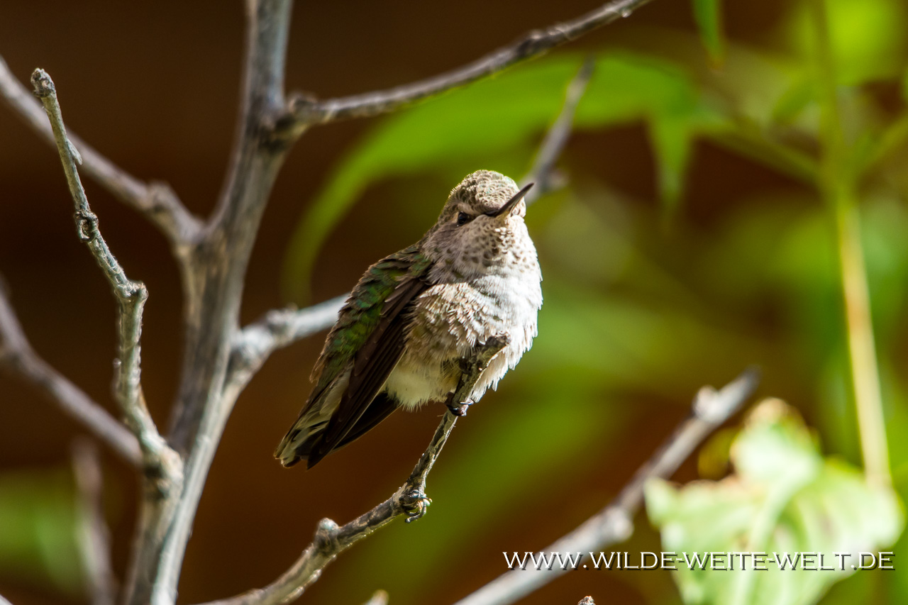 Humingbird-Cibolla-National-Wildlife-Refuge-Arizona-23 Kolibris - Hummingbirds in den Überwinterungsgebieten der südlichen USA [Arizona]