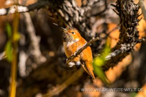 Hummingbird-Arizona-Sonora-Desert-Museum-Tucson-Arizona-31-300x200 Hummingbird