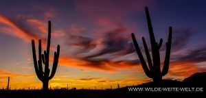 Saguaro-Sunset-Cabeza-Prieta-National-WIldlife-Refuge-Ajo-Arizona-16-300x143 Saguaro Sunset