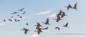 Sandhill-Cranes-Cibolla-National-Wildlife-Refuge-Arizona-17-1-300x130 Sandhill Cranes