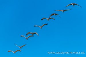 Sandhill-Cranes-Cibolla-National-Wildlife-Refuge-Arizona-24-300x200 Sandhill Cranes
