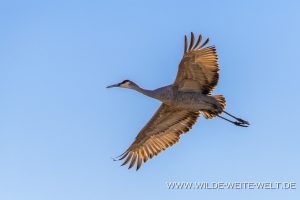 Sandhill-Cranes-Cibolla-National-Wildlife-Refuge-Arizona-45-300x200 Sandhill Cranes