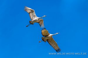 Sandhill-Cranes-Cibolla-National-Wildlife-Refuge-Arizona-47-300x200 Sandhill Cranes