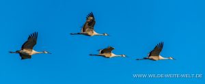 Sandhill-Cranes-Cibolla-National-Wildlife-Refuge-Arizona-56-1-300x123 Sandhill Cranes