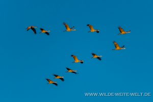 Sandhill-Cranes-Whitewater-Draw-Wildlife-Area-Elfrida-Arizona-138-300x200 Sandhill Cranes