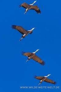 Sandhill-Cranes-Whitewater-Draw-Wildlife-Area-Elfrida-Arizona-170-200x300 Sandhill Cranes