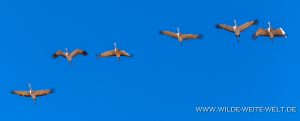 Sandhill-Cranes-Whitewater-Draw-Wildlife-Area-Elfrida-Arizona-175-300x121 Sandhill Cranes