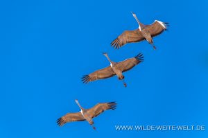 Sandhill-Cranes-Whitewater-Draw-Wildlife-Area-Elfrida-Arizona-176-1-300x200 Sandhill Cranes