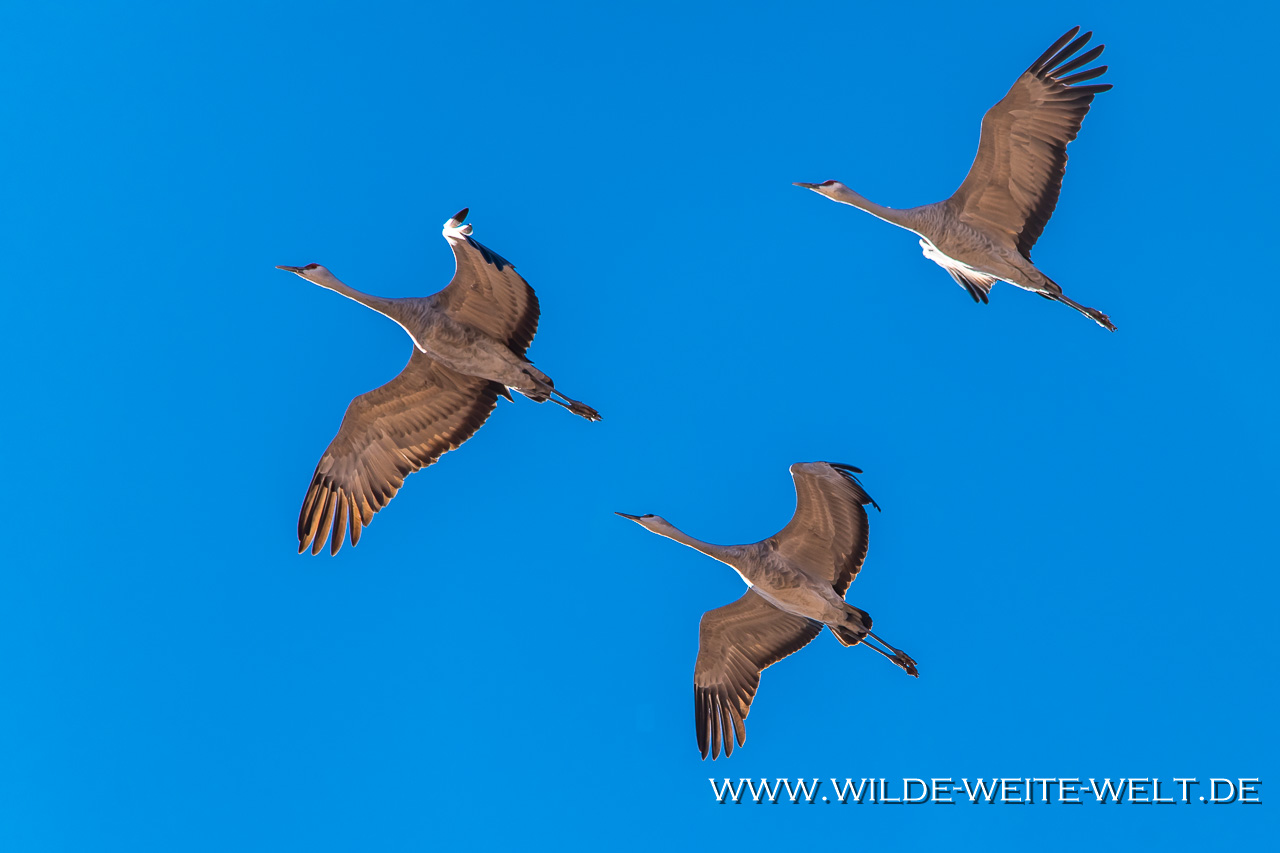 Sandhill-Cranes-Whitewater-Draw-Wildlife-Area-Elfrida-Arizona-84 Whitewater Draw Wildlife Area: Sandhill Cranes