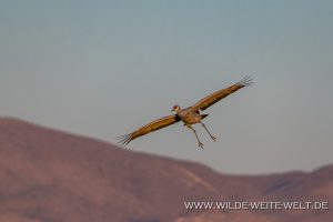 Sandhill-Cranes-Whitewater-Draw-Wildlife-Area-Elfrida-Arizona-40-300x200 Sandhill Cranes