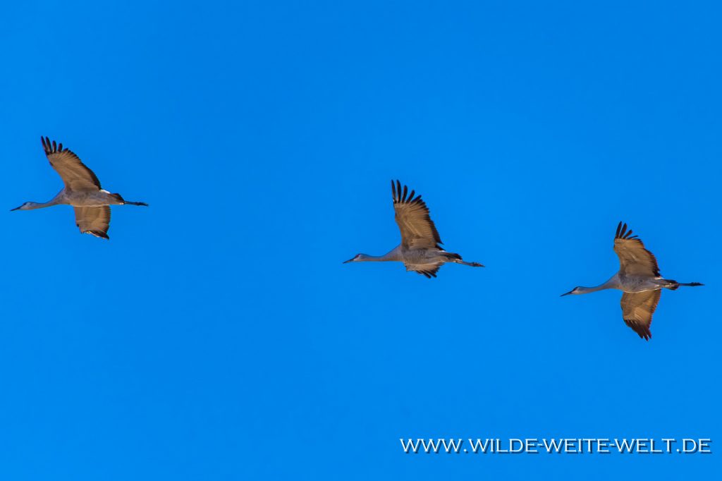 Sandhill-Cranes-Whitewater-Draw-Wildlife-Area-Elfrida-Arizona-178-1024x430 Sandhill Cranes - Kanada-Kraniche in den Überwinterungsgebieten der USA [Arizona/New Mexico]