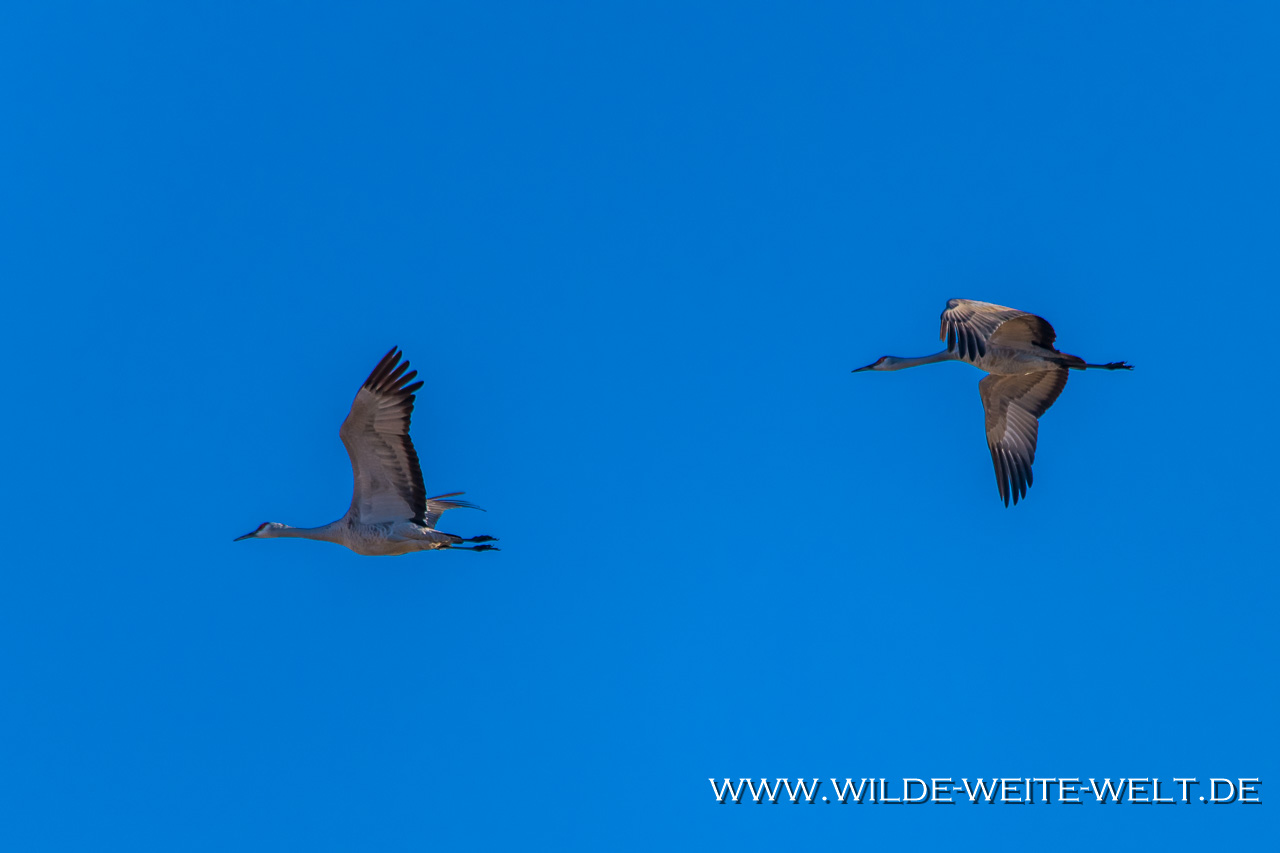 Sandhill-Cranes-Whitewater-Draw-Wildlife-Area-Elfrida-Arizona-84 Whitewater Draw Wildlife Area: Sandhill Cranes