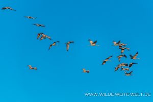 Sandhill-Cranes-Whitewater-Draw-Wildlife-Area-Elfrida-Arizona-74-300x200 Sandhill Cranes