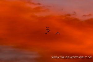 Sandhill-Cranes-at-Sunrise-Whitewater-Draw-Wildlife-Area-Elfrida-Arizona-11-300x200 Sandhill Cranes at Sunrise