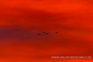 Sandhill-Cranes-at-Sunrise-Whitewater-Draw-Wildlife-Area-Elfrida-Arizona-6-300x200 Sandhill Cranes at Sunrise