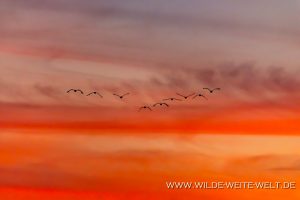 Sandhill-Cranes-at-Sunset-Cibolla-National-Wildlife-Refuge-Arizona-11-300x200 Sandhill Cranes at Sunset