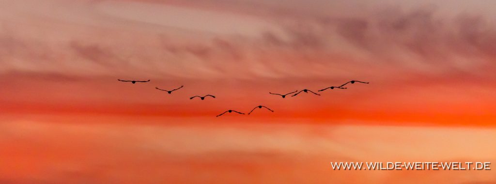 Sandhill-Cranes-Whitewater-Draw-Wildlife-Area-Elfrida-Arizona-178-1024x430 Sandhill Cranes - Kanada-Kraniche in den Überwinterungsgebieten der USA [Arizona/New Mexico]