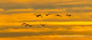 Sandhill-Cranes-at-Sunset-Cibolla-National-Wildlife-Refuge-Arizona-19-300x131 Sandhill Cranes at Sunset