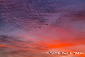 Sandhill-Cranes-at-Sunset-Cibolla-National-Wildlife-Refuge-Arizona-8-300x200 Sandhill Cranes at Sunset