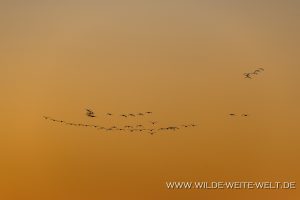 Sandhill-Cranes-at-Sunset-Whitewater-Draw-Wildlife-Area-Elfrida-Arizona-13-300x200 Sandhill Cranes at Sunset