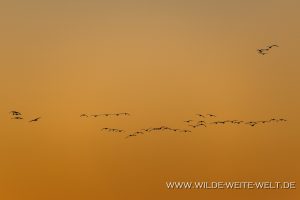 Sandhill-Cranes-at-Sunset-Whitewater-Draw-Wildlife-Area-Elfrida-Arizona-14-300x200 Sandhill Cranes at Sunset