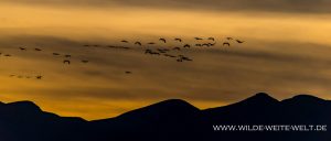 Sandhill-Cranes-at-Sunset-Whitewater-Draw-Wildlife-Area-Elfrida-Arizona-42-300x128 Sandhill Cranes at Sunset