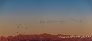 Sandhill-Cranes-at-Sunset-Whitewater-Draw-Wildlife-Area-Elfrida-Arizona-5-300x133 Sandhill Cranes at Sunset