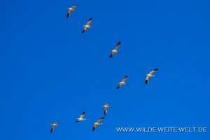 Snow-Geese-Whitewater-Draw-Wildlife-Area-Elfrida-Arizona-3-300x200 Snow Geese