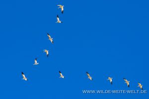 Snow-Geese-Whitewater-Draw-Wildlife-Area-Elfrida-Arizona-7-300x200 Snow Geese