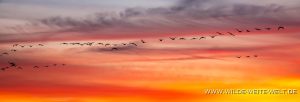 Snow-Geese-at-Sunset-Cibolla-National-Wildlife-Refuge-Arizona-2-300x102 Snow Geese at Sunset