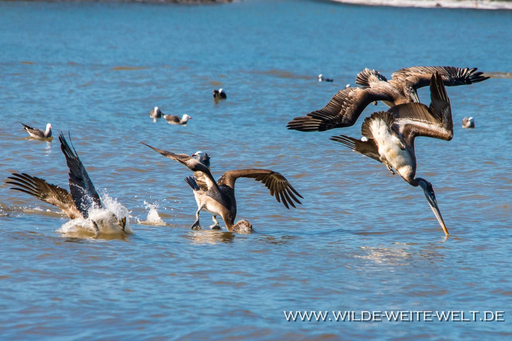Brown-Pelican-Santa-Cruz-de-Miramar-Nayarit-69-1024x682 Braune Pelikane & Fregattvögel an Mexiko's Pazifikküste [Nayarit]