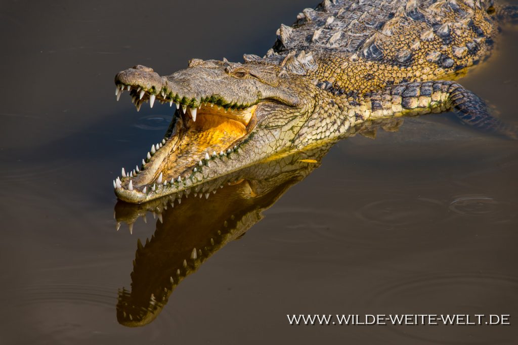 Crocodile-San-Blas-Nayarit-9-1024x682 Spitz-Krokodile in Mexiko [divers]