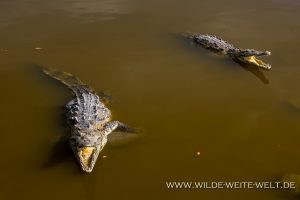 Crocodile-San-Blas-Nayarit-62-300x200 Crocodile
