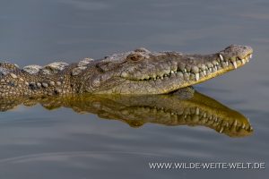 Crocodile-San-Blas-Nayarit-9-300x200 Crocodile