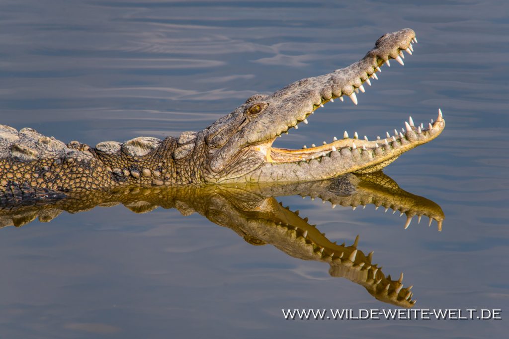 Crocodile-San-Blas-Nayarit-9-1024x682 Spitz-Krokodile in Mexiko [divers]