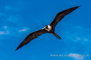 Fregattvogel-Santa-Cruz-de-Miramar-Nayarit-15-300x200 Fregattvogel