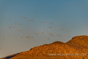 Snow-Geese-Laguna-Fierro-Nuevo-Casas-Grandes-Chihuahua-17-300x200 Snow Geese