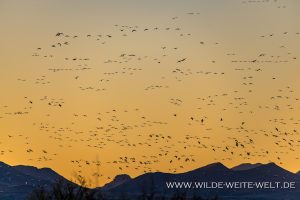 Snow-Geese-Laguna-Fierro-Nuevo-Casas-Grandes-Chihuahua-28-300x200 Snow Geese