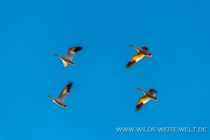 Snow-Geese-Laguna-Fierro-Nuevo-Casas-Grandes-Chihuahua-32-300x200 Snow Geese