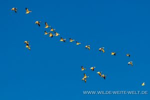 Snow-Geese-Laguna-Fierro-Nuevo-Casas-Grandes-Chihuahua-37-300x200 Snow Geese