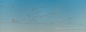 Snow-Geese-Laguna-Fierro-Nuevo-Casas-Grandes-Chihuahua-52-300x114 Snow Geese