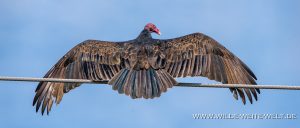 Turkey-Vulture-Agua-Verde-Sinaloa-8-300x128 Turkey Vulture
