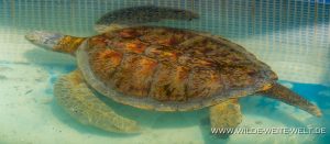 Turtle-Tortugario-Cuyutlan-Colima-22-300x131 Turtle