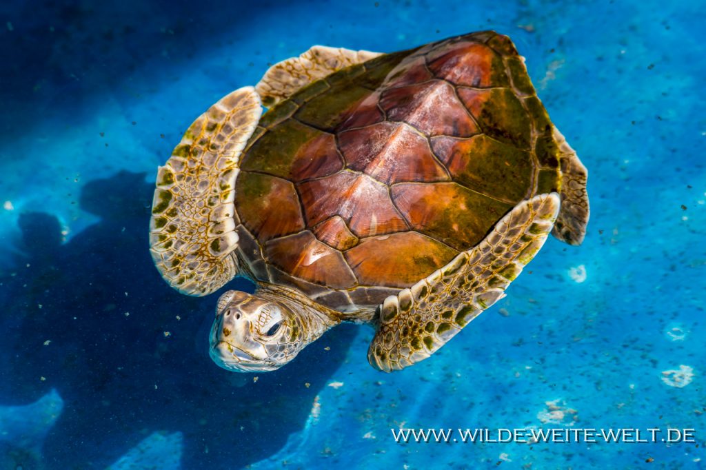 Turtle-Tortugario-Cuyutlan-Colima-22-1024x446 Meeres-Schildkröten in Mexiko [divers]