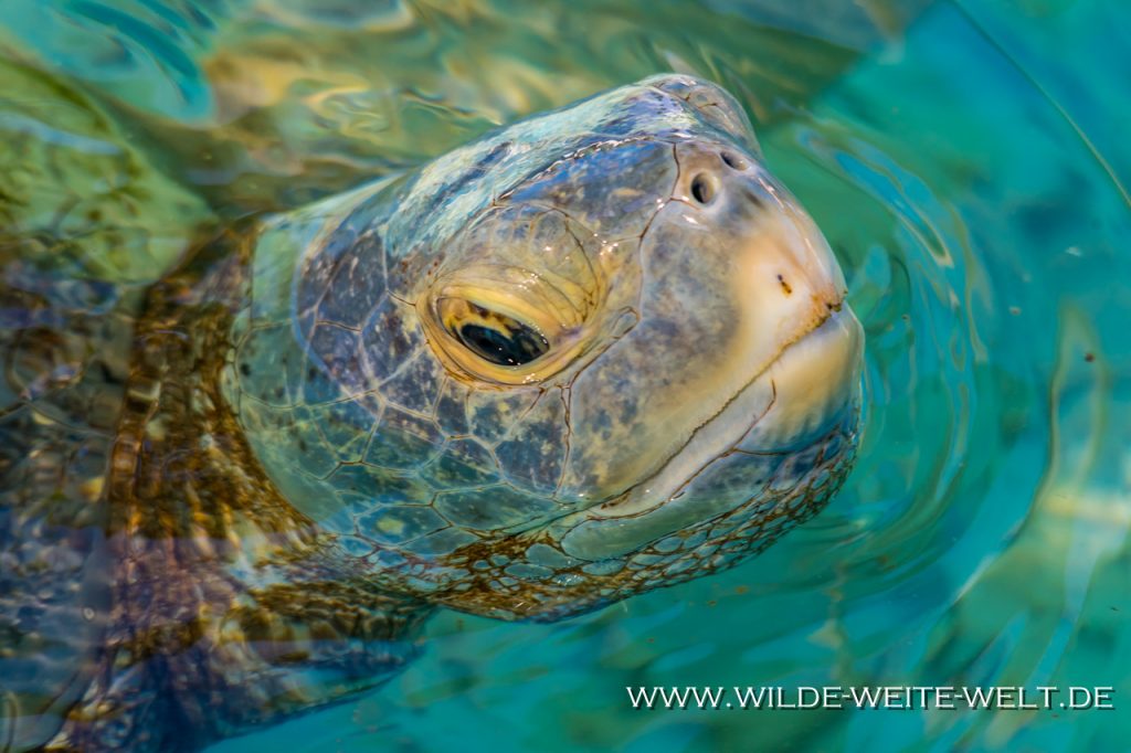 Turtle-Tortugario-Cuyutlan-Colima-22-1024x446 Meeres-Schildkröten in Mexiko [divers]