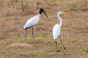 Wood-Stork-und-Egret-Teacapan-Sinaloa-300x200 Wood Stork und Egret