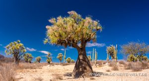 Beaucarnea-gracilis-Reserva-de-la-Biosfera-Tehuacan-Cuicatlan-Zapotitlan-Puebla-14-300x163 Beaucarnea gracilis